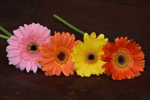 Schöne Gerbera Blumen Sommerkonzept Nahsicht — Stockfoto