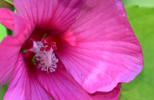 Flores Bonitas Que Crescem Jardim Dia Ensolarado — Fotografia de Stock