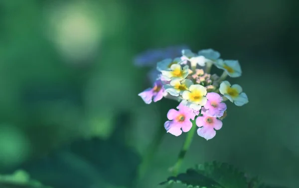 晴れた日に庭で育つ美しい花 — ストック写真