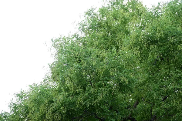 Ветви Деревьев Красивом Фоне Неба Крупный План Летняя Концепция — стоковое фото