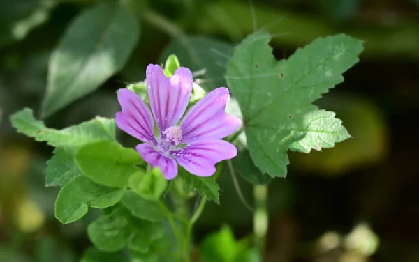 Hermosa Flor Que Crece Jardín Día Soleado — Foto de Stock