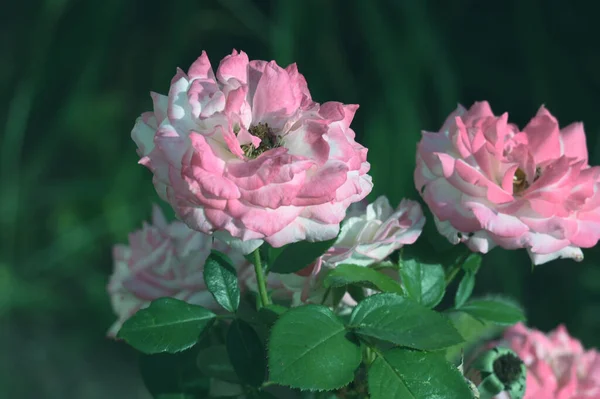 Piękne Kwiaty Rosnące Ogrodzie Słoneczny Dzień — Zdjęcie stockowe