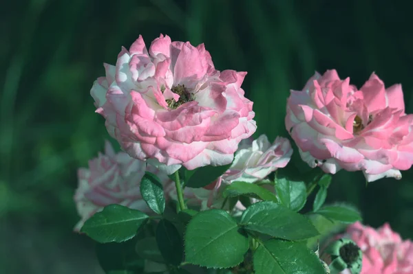 Flores Bonitas Que Crescem Jardim Dia Ensolarado — Fotografia de Stock