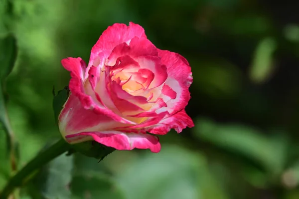 Mooie Bloemen Groeien Tuin Zonnige Dag — Stockfoto