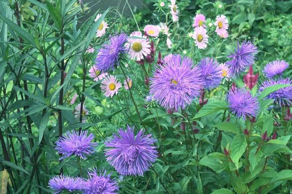 Vackra Blommor Xer Trã Dgã Rden Solig Dag — Stockfoto