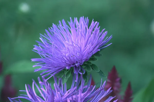 Mooie Bloemen Groeien Tuin Zonnige Dag — Stockfoto