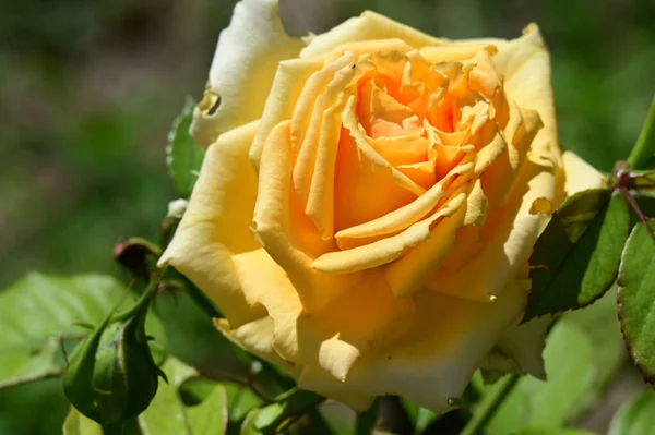 Schöne Rosenblüte Wächst Garten Sonnigem Sommertag — Stockfoto