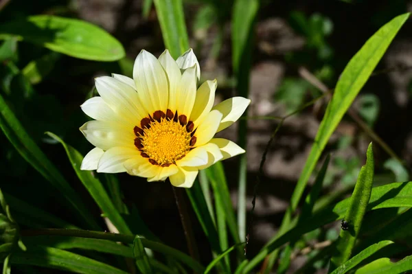 Bellissimo Fiore Che Cresce Giardino Nella Giornata Sole — Foto Stock