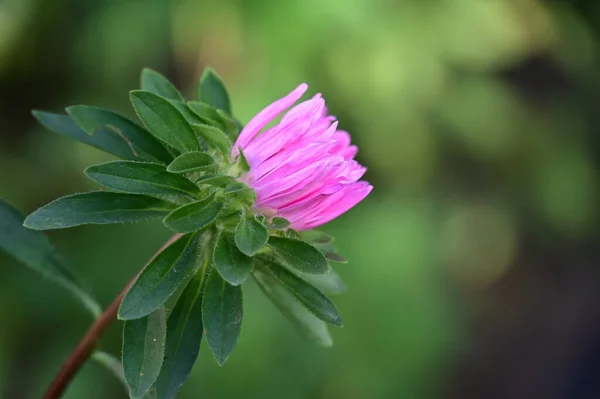 Mooie Bloem Groeien Tuin Zonnige Dag — Stockfoto