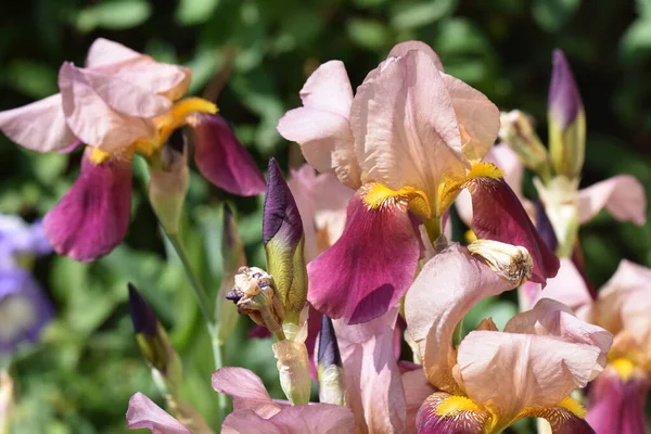 Belle Iridi Che Crescono Giardino Estate Giornata Sole — Foto Stock