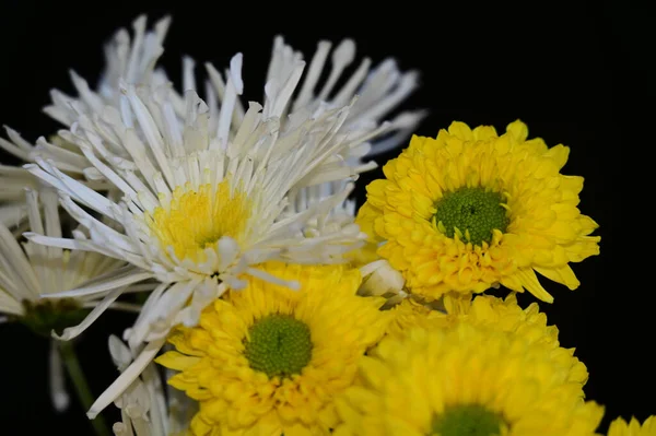 Ramo Hermosas Flores Sobre Fondo Oscuro Concepto Verano Vista Cercana — Foto de Stock