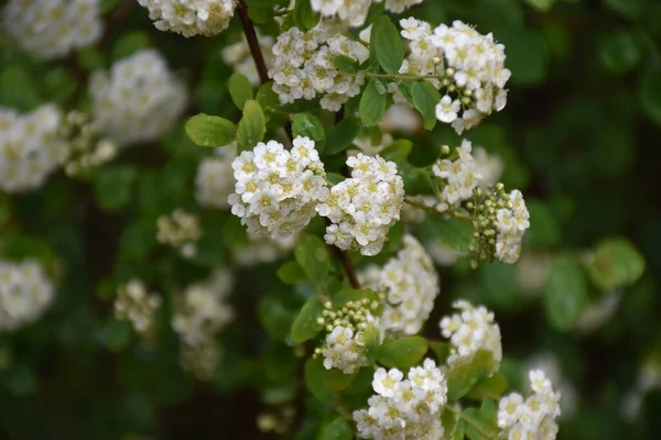 Hermosas Flores Que Crecen Jardín Día Soleado — Foto de Stock