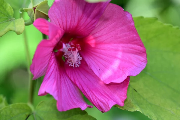 Flores Bonitas Que Crescem Jardim Dia Ensolarado — Fotografia de Stock