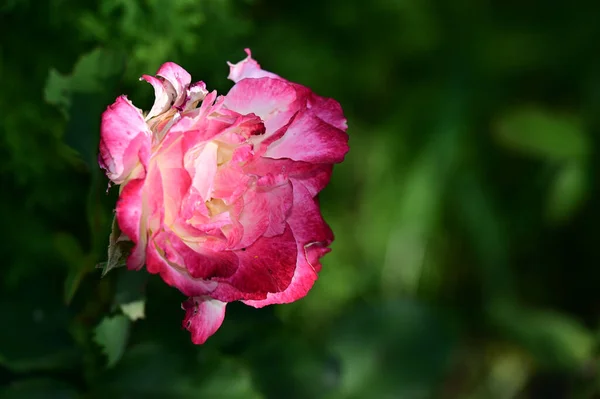 Güneşli Yaz Gününde Bahçede Büyüyen Güzel Bir Gül Çiçeği — Stok fotoğraf