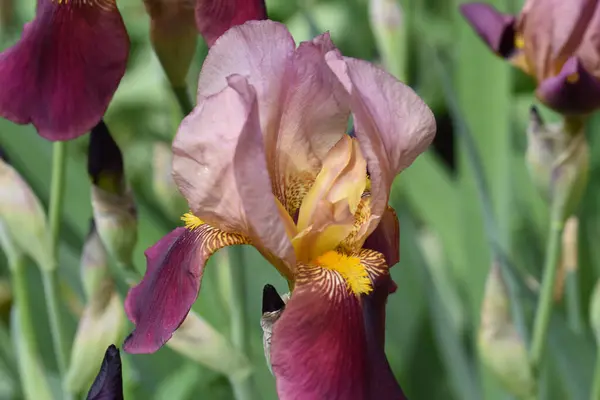 Hermoso Iris Creciendo Jardín Verano Día Soleado —  Fotos de Stock