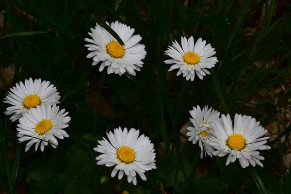 Bellissimi Fiori Che Crescono Giardino Nella Giornata Sole — Foto Stock