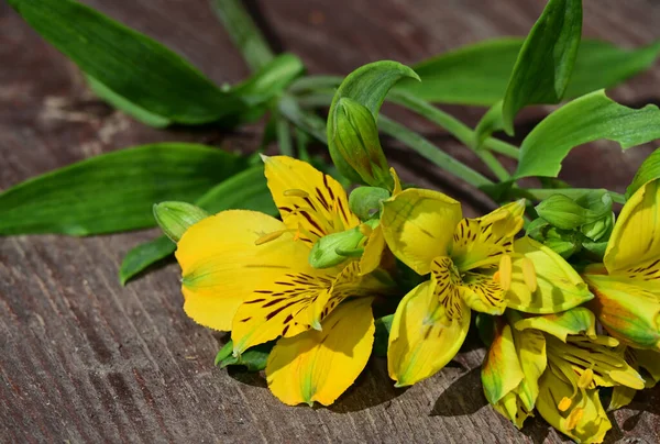 Flores Bonitas Fundo Madeira Conceito Verão Vista Próxima — Fotografia de Stock