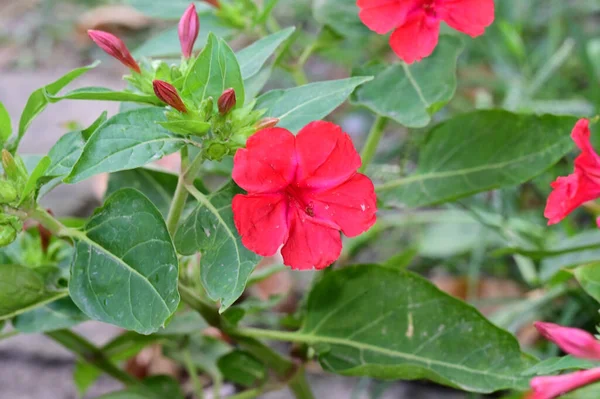 Hermosas Flores Que Crecen Jardín Día Soleado — Foto de Stock