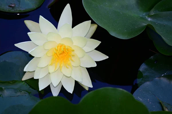 Schön Blühender Lotus Der Sommertag Teich Wächst — Stockfoto