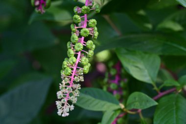 Güneşli bir günde bahçede büyüyen güzel çiçek. 