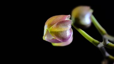 Koyu arkaplanda güzel orkide çiçekleri, yaz konsepti, yakın görüş  