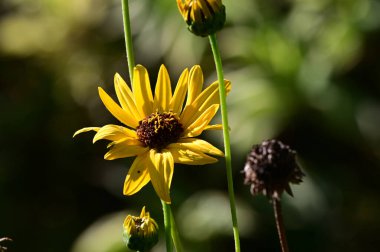 Güneşli bir günde bahçede büyüyen güzel çiçekler. 