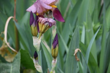 Güneşli yaz gününde bahçede büyüyen güzel irisler 
