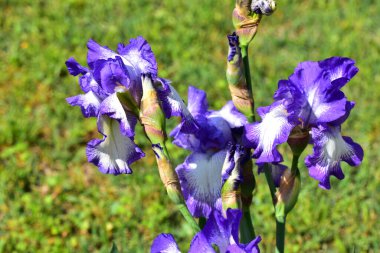 Güneşli yaz gününde bahçede büyüyen güzel irisler 