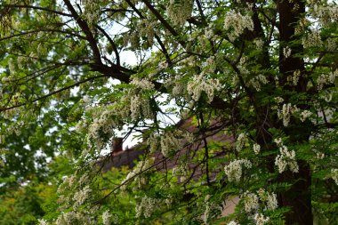 Çiçekli ağaç dalları, güzel çiçekler, yakın plan, bahar konsepti.  