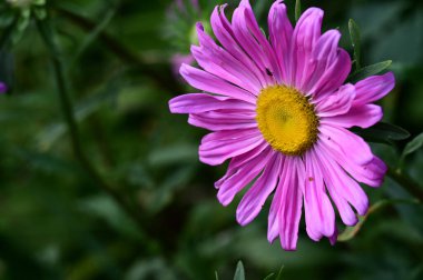 Güneşli bir günde bahçede büyüyen güzel çiçek. 