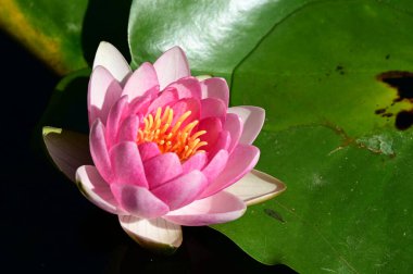 Güzel çiçek açan nilüfer çiçekleri yaz günü gölette büyür. 