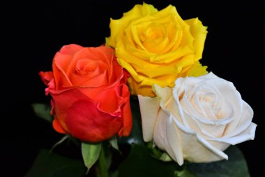 Koyu arkaplanda güzel güller, yaz konsepti, yakın manzara  