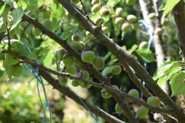Açık havada yetişen olgunlaşmamış kayısıları olan ağaç, yaz konsepti, yakın görüş.  