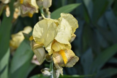 Güneşli yaz gününde bahçede büyüyen güzel irisler 