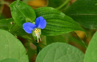 Güneşli bir günde bahçede büyüyen güzel çiçek. 