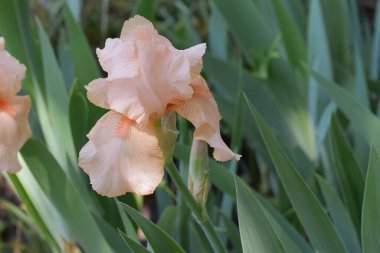 Güneşli yaz gününde bahçede büyüyen güzel göz. 