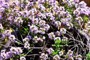 Güneşli bir günde bahçede büyüyen güzel çiçekler. 