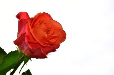 Gökyüzü arka planında güzel bir gül, yaz konsepti, yakın manzara  