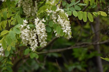 Çiçekli ağaç dalları, güzel çiçekler, yakın plan, bahar konsepti.  