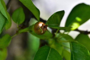 Olgunlaşmamış yeşil meyveli armut ağacı, yakın plan, bahar konsepti.  