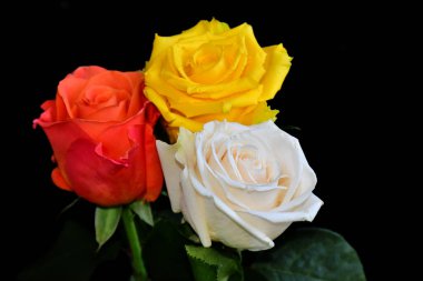 Koyu arkaplanda güzel güller, yaz konsepti, yakın manzara  