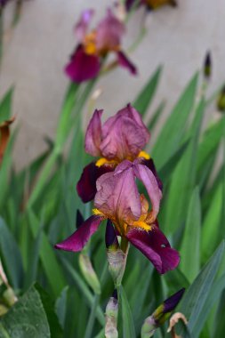 Güneşli yaz gününde bahçede büyüyen güzel irisler 