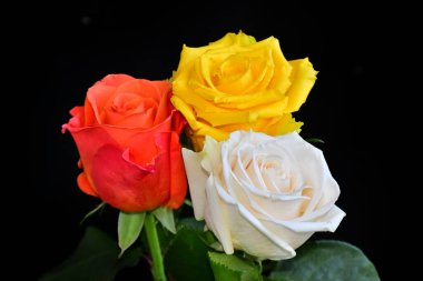 Koyu arkaplanda güzel güller, yaz konsepti, yakın manzara  