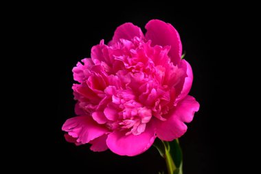 Güneşli yaz gününde bahçede yetişen güzel şakayık çiçekleri 