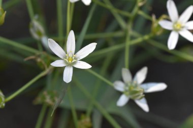 Güneşli bir günde bahçede büyüyen güzel çiçekler. 