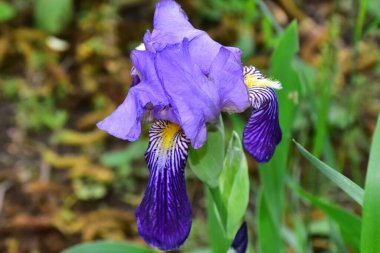 Güneşli yaz gününde bahçede büyüyen güzel göz. 