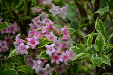 Güneşli bir günde bahçede büyüyen güzel çiçekler. 