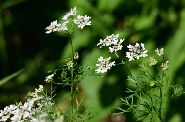 Güneşli bir günde bahçede büyüyen güzel çiçekler. 