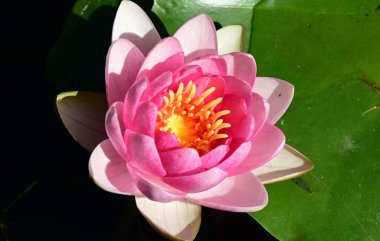 Güzel çiçek açan nilüfer çiçekleri yaz günü gölette büyür. 