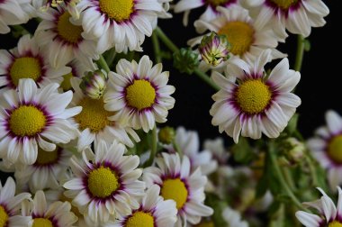 Koyu arkaplanda güzel papatya çiçekleri, yaz konsepti, yakın manzara  